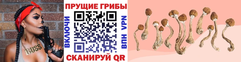 Купить закладки  Арзамас  Псилоцибиновые грибы GOLDEN TEACHER 